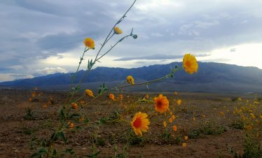 Wildflowers blooming in Death Valley with mountains in the background.