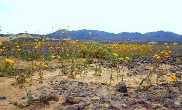 Desert landscape with yellow wildflowers and distant mountains under a clear sky.