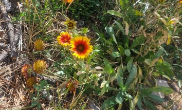 Colorful wildflowers blooming in a natural desert landscape.