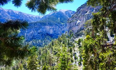 Scenic view of Mt Charleston with lush green trees and mountain peaks in the background.