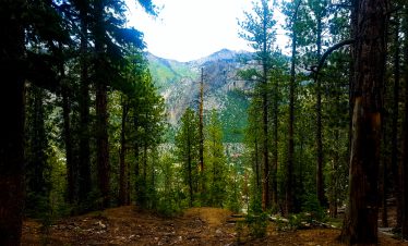 Scenic view of Mt Charleston's forested landscape with mountains in the background.