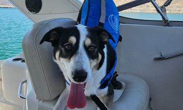 Dog on lake mead private tour